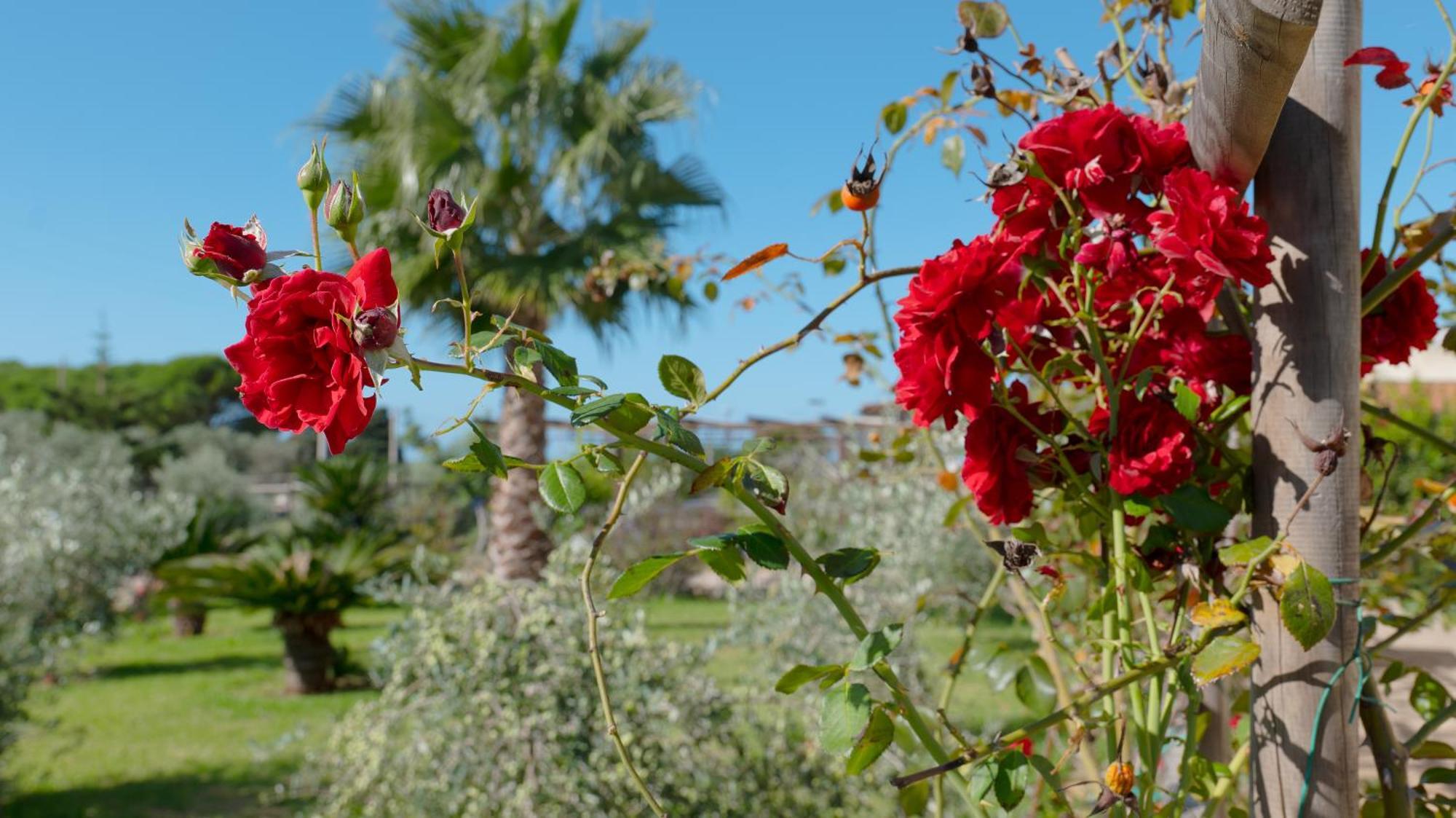 Delle Rose, Hotel & Horse Riding Торре-Вадо Экстерьер фото